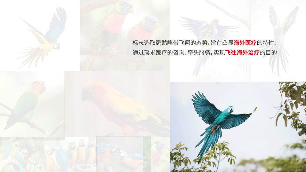 醫療咨詢品牌形象設計-璞求醫療LOGO升級